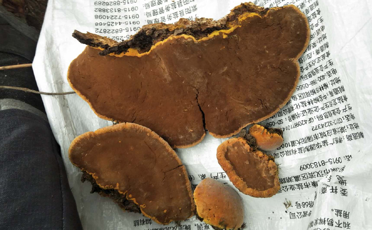 安康野生桑樹桑黃圖片