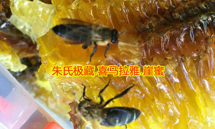 巖蜜黑大蜜蜂圖片 巖蜜黑大蜜蜂圖片