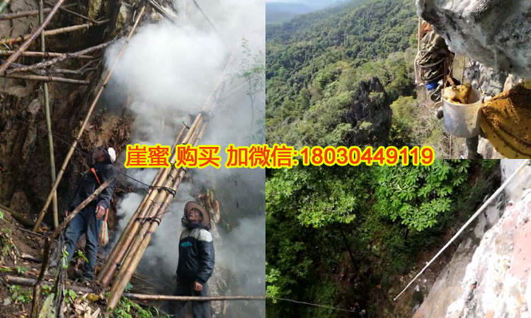 巖蜜崖蜜采集圖片 巖蜜崖蜜采集圖片