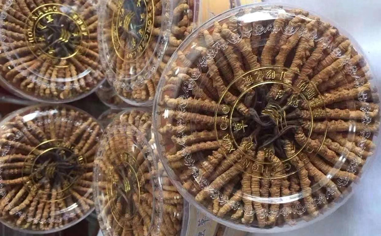 冬蟲夏草500克圖片