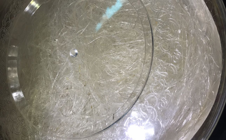 龍須雪燕圖片 龍須雪燕圖片