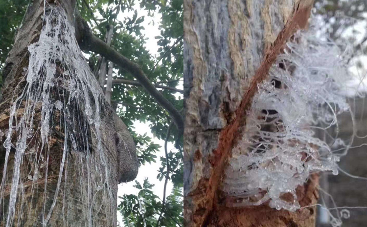 緬甸雪燕在樹(shù)上的圖片 緬甸雪燕在樹(shù)上的圖片
