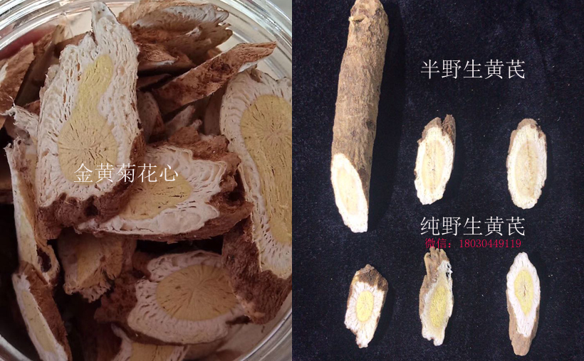 野生黃芪和半野生黃芪區別圖片 野生黃芪和半野生黃芪區別圖片