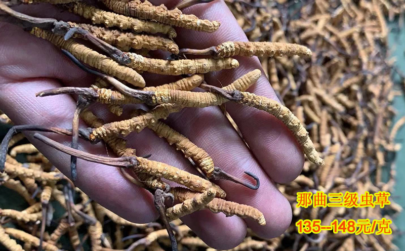 4根1克那曲冬蟲夏草圖片