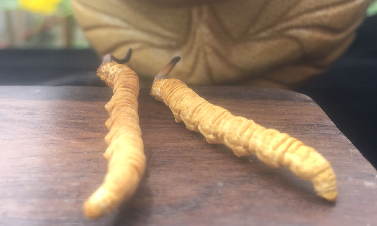 2條一克冬蟲夏草圖片 2條一克冬蟲夏草圖片