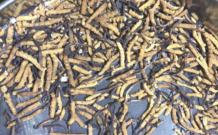 那區(qū)冬蟲夏草小斷草圖片