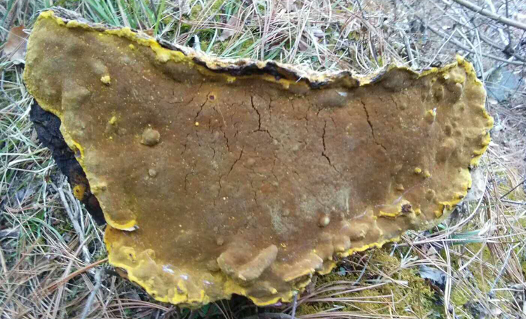 野生桑樹桑黃圖片 野生桑樹桑黃圖片