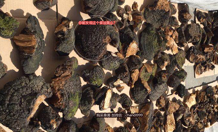 桑黃圖片 桑黃圖片