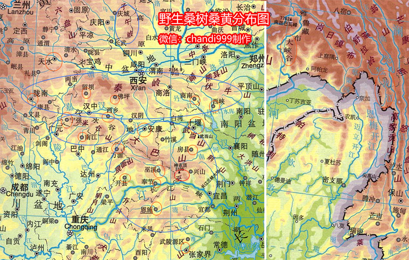 桑樹桑黃產(chǎn)地分布圖 桑樹桑黃產(chǎn)地分布圖