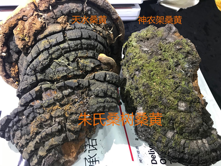 甘肅桑黃和神農(nóng)架桑黃對(duì)比圖 甘肅桑黃和神農(nóng)架桑黃對(duì)比圖