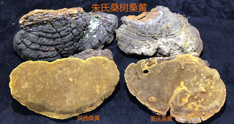 安康野生桑黃和重慶家桑桑黃對(duì)比圖 安康野生桑黃和重慶家桑桑黃對(duì)比圖