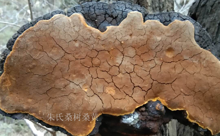 野生大桑黃圖片