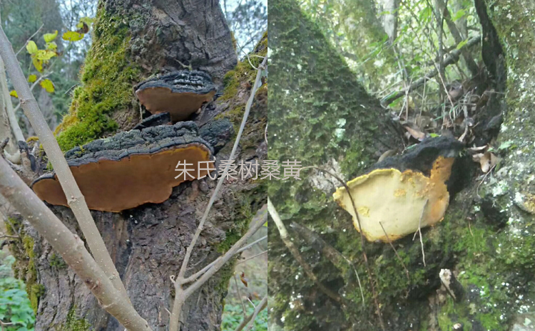 野生桑樹菌圖片 野生桑樹菌圖片