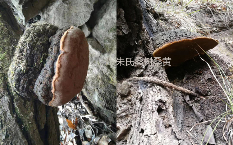 桑樹上的桑黃圖片 桑樹上的桑黃圖片