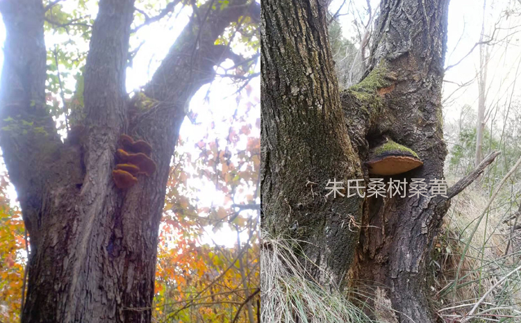 桑樹上的桑黃菌圖片 桑樹上的桑黃菌圖片