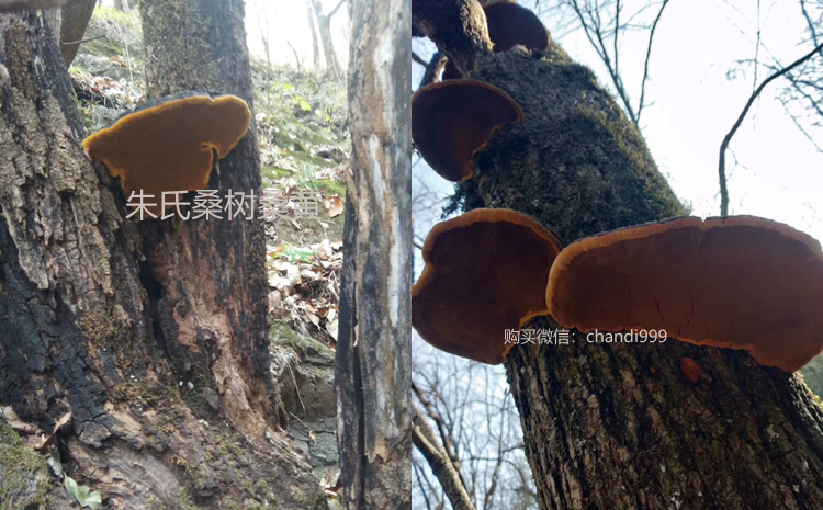 桑黃菌長在桑樹上的圖片 桑黃菌長在桑樹上的圖片