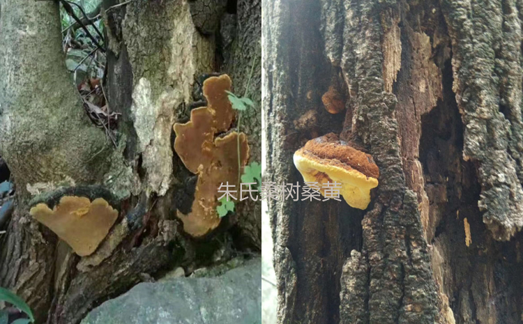 桑樹上的新鮮桑黃圖片 桑樹上的新鮮桑黃圖片