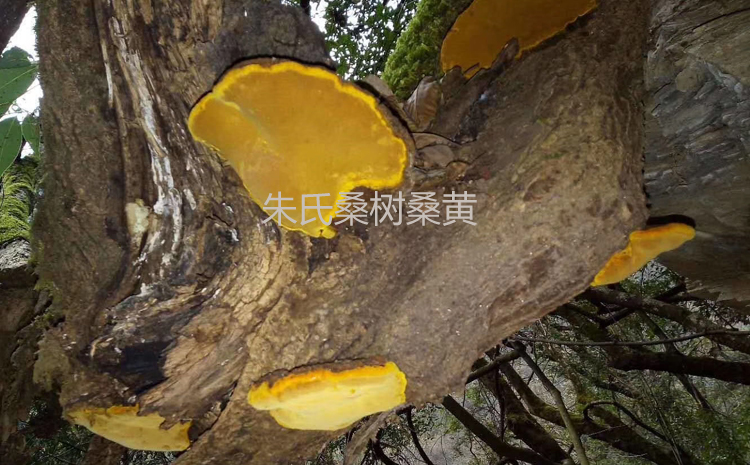 野生桑黃菌圖片 野生桑黃菌圖片