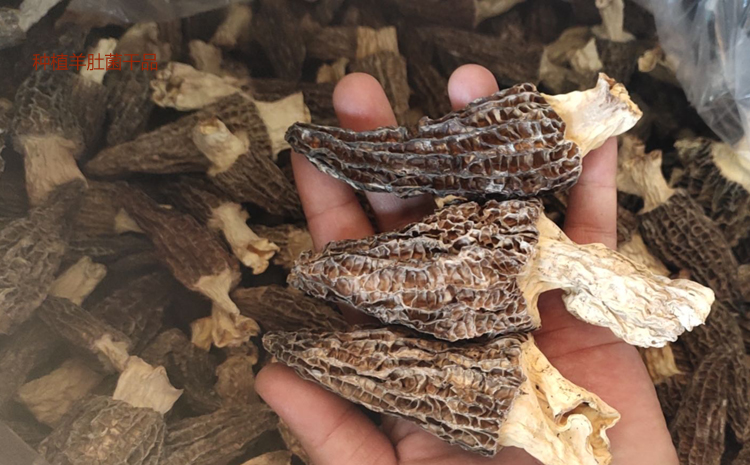 羊肚菌圖片 羊肚菌圖片