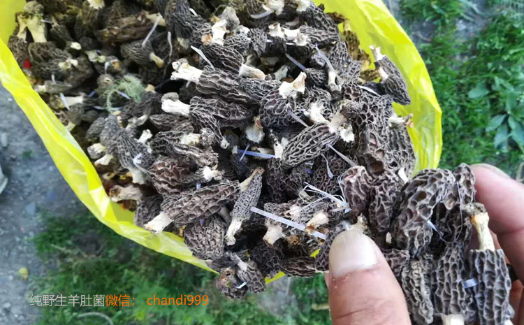 純野生羊肚菌圖片 純野生羊肚菌圖片