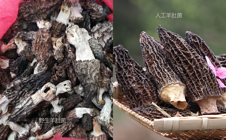 野生羊肚菌和種植羊肚菌對比圖片 野生羊肚菌和種植羊肚菌對比圖片