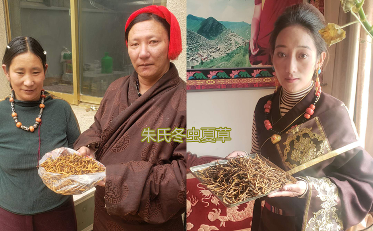 西藏那區比如縣蟲草收購 西藏那區比如縣蟲草收購