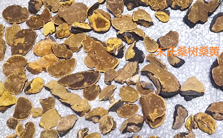 野生桑樹桑黃圖片 野生桑樹桑黃圖片