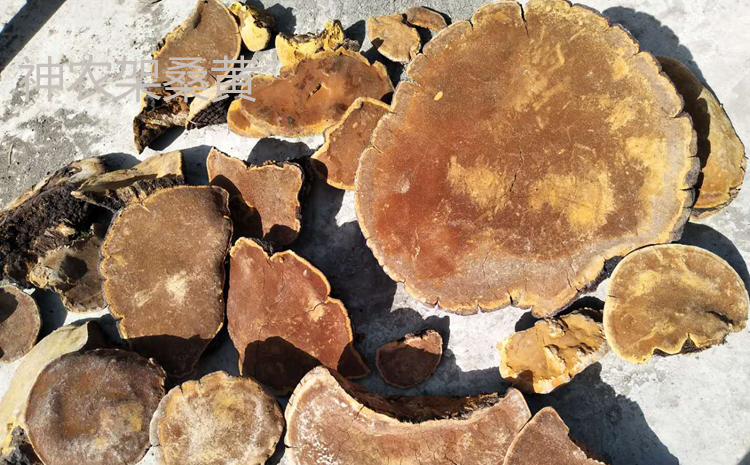 神農(nóng)架桑黃圖片