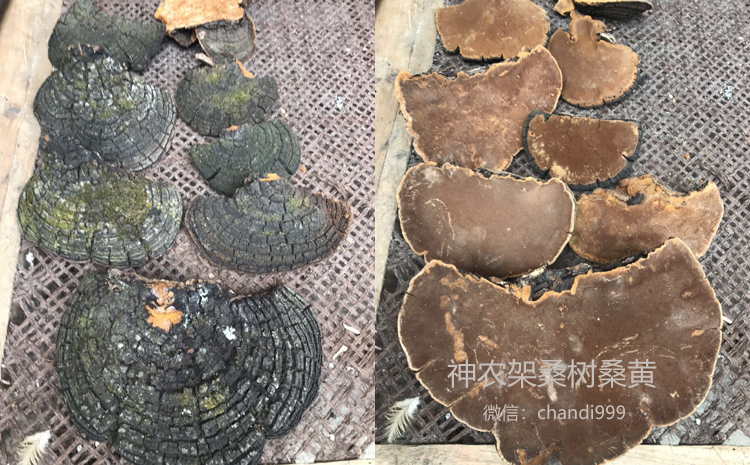 神農(nóng)架桑樹桑黃