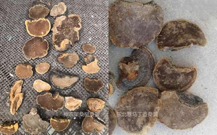 神農(nóng)架桑黃和暴馬丁桑黃區(qū)別圖片