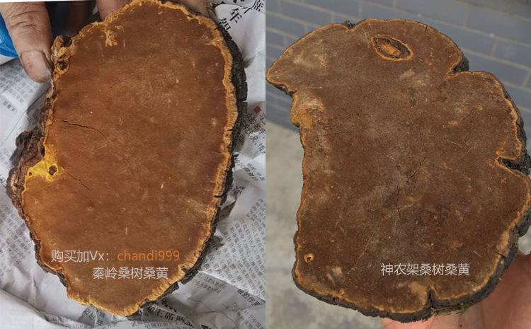 秦嶺桑黃和神農(nóng)架桑黃區(qū)別圖片