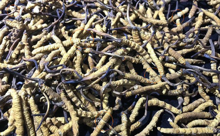 冬蟲夏草斷草圖片 冬蟲夏草斷草圖片