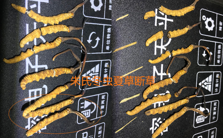 冬蟲夏草里面有竹簽圖片 冬蟲夏草里面有竹簽圖片