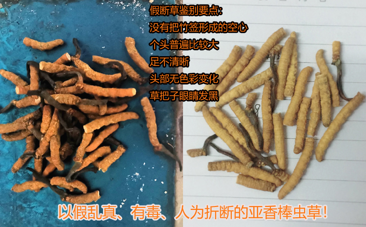 亞香棒斷蟲草圖片 亞香棒斷蟲草圖片