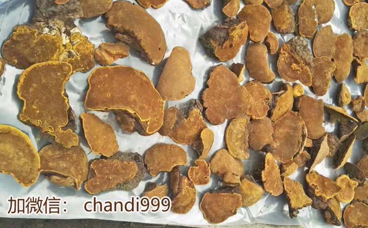 野生桑樹桑黃圖片