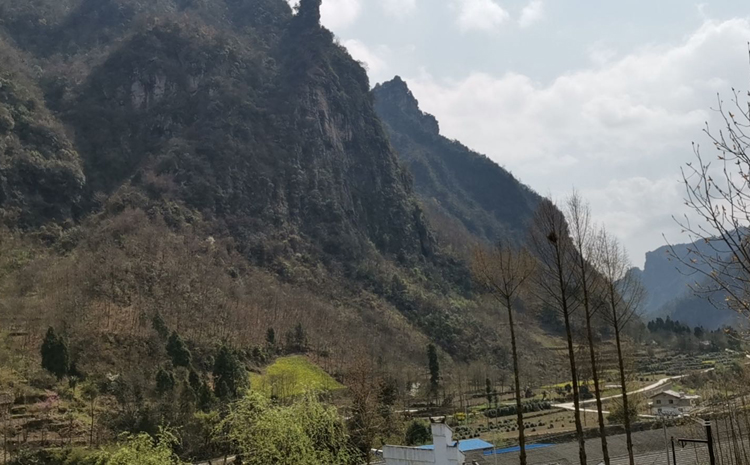 野生桑黃生長環境 野生桑黃生長環境