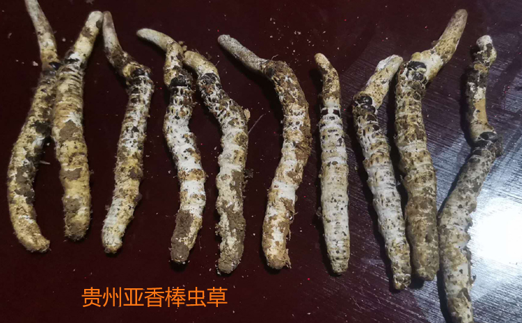 貴州蟲草圖片 貴州蟲草圖片