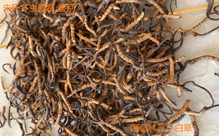 西藏小白草圖片 西藏小白草圖片