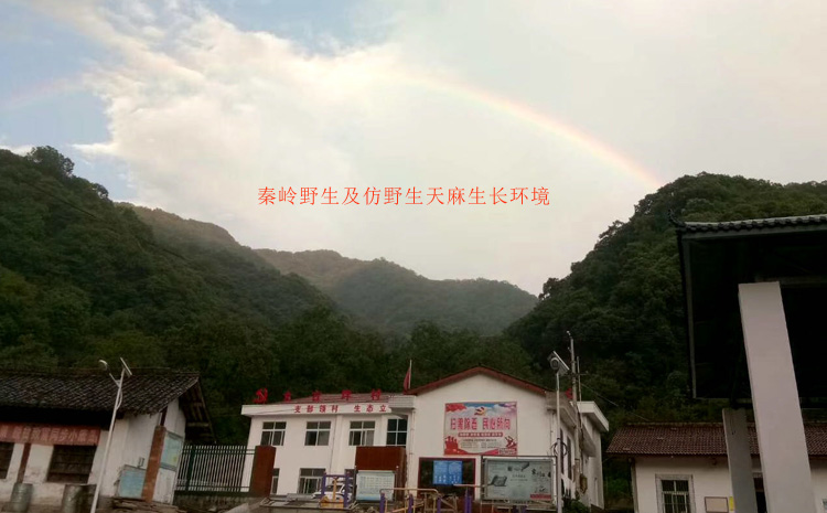 秦嶺野生天麻生長環(huán)境 秦嶺野生天麻生長環(huán)境