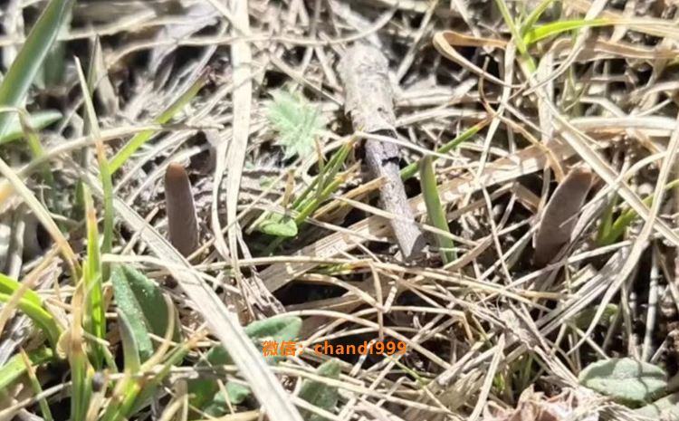 那區(qū)新鮮冬蟲夏草圖片 那區(qū)新鮮冬蟲夏草圖片