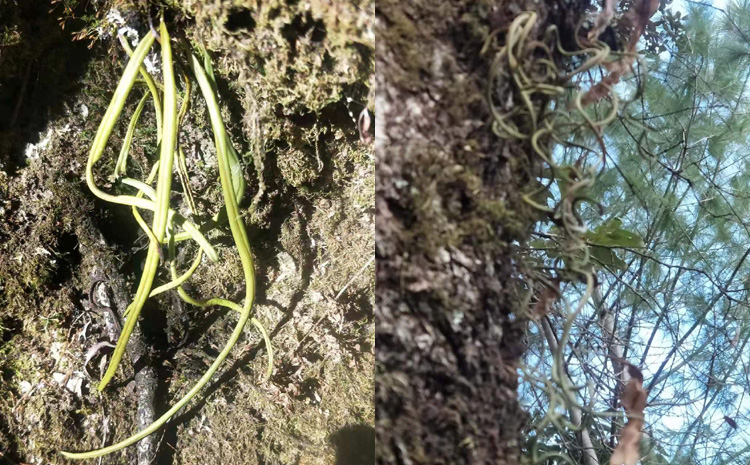 真正化石草細(xì)節(jié)圖片 真正化石草細(xì)節(jié)圖片