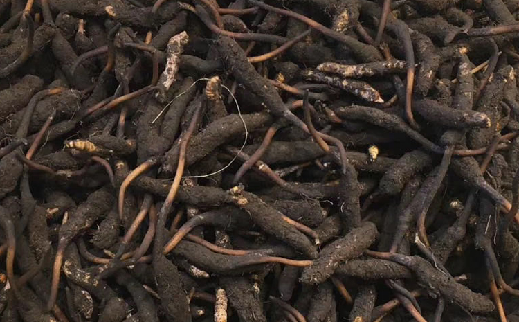 新鮮蟲草圖片 新鮮蟲草圖片