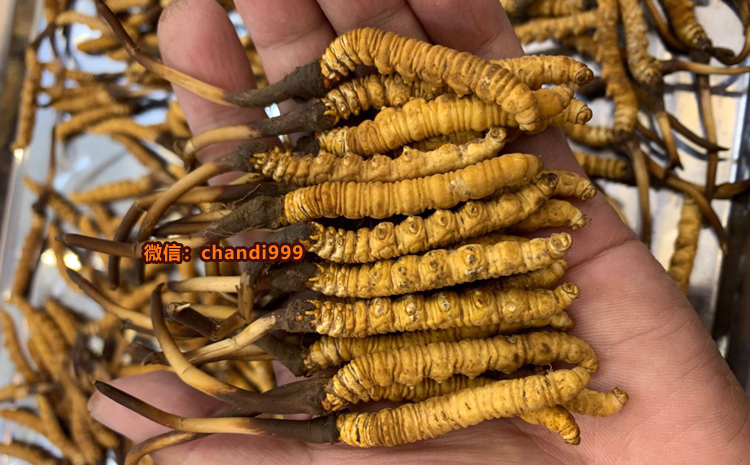 新鮮冬蟲夏草圖片 新鮮冬蟲夏草圖片