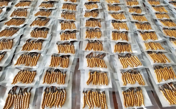 新鮮蟲草真空包裝 新鮮蟲草真空包裝