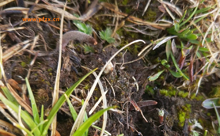 新鮮蟲草的葉子圖片 新鮮蟲草的葉子圖片