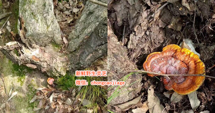 新鮮野生靈芝圖片 新鮮野生靈芝圖片