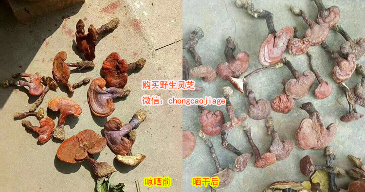 野生靈芝曬干前后的圖片 野生靈芝曬干前后的圖片