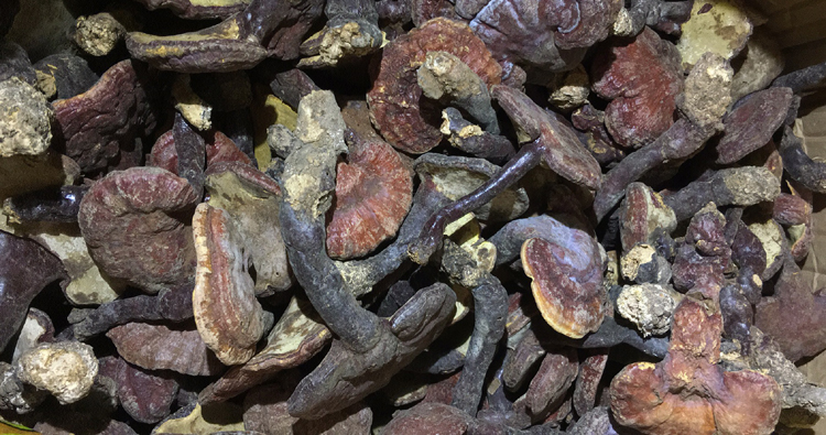 野生赤靈芝圖片 野生赤靈芝圖片