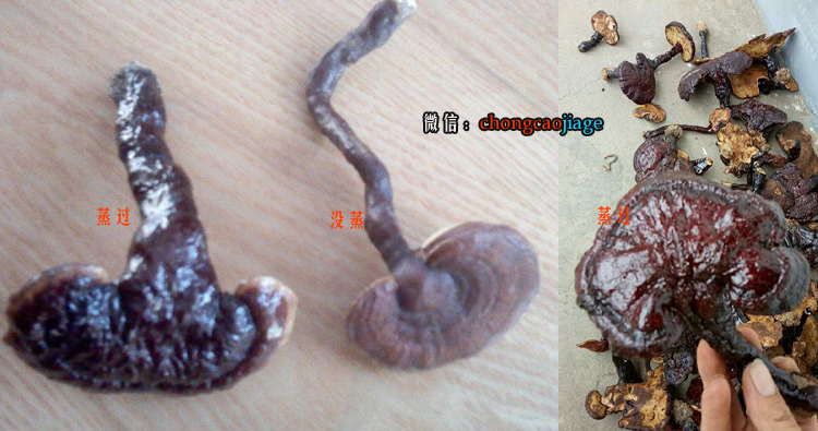 野生靈芝蒸和沒蒸的對比圖片 野生靈芝蒸和沒蒸的對比圖片