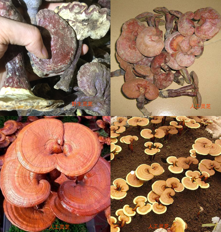 野生靈芝和人工靈芝對比圖片 野生靈芝和人工靈芝對比圖片